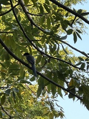 Cyanopica cyanus