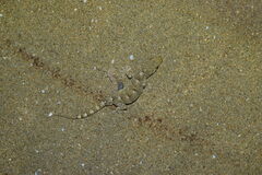 Gekko japonicus