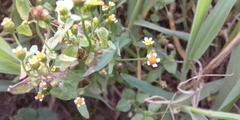 Galinsoga parviflora
