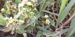 Galinsoga parviflora