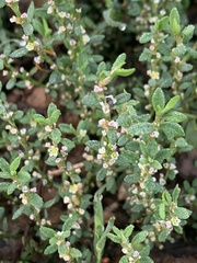 Polygonum aviculare
