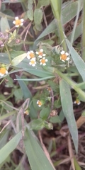 Galinsoga parviflora