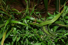 Takydromus septentrionalis