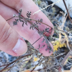 Anthemideae