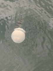 Archosargus probatocephalus