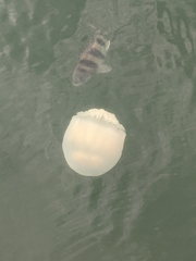 Archosargus probatocephalus