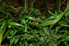Takydromus septentrionalis