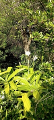 Crinum moorei