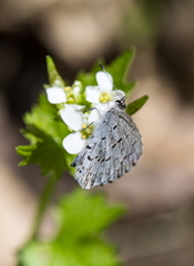 Celastrina neglecta