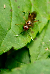 Taxonus terminalis