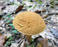 Leccinellum