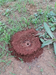 Anoplolepis custodiens