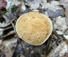 Leccinellum