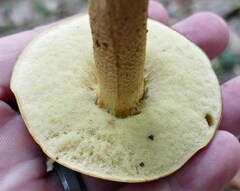 Leccinellum