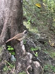 Pterorhinus perspicillatus
