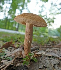 Leccinellum