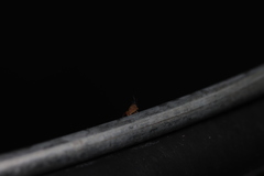 Dicyrtomina