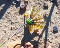 Osteospermum scariosum