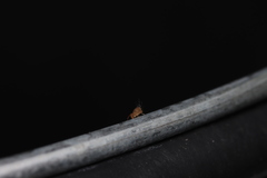 Dicyrtomina