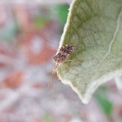 Cebrenis cauta