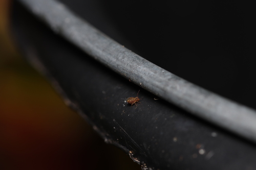 Dicyrtomina saundersi, 1761 Anna Paulowna, Nederland, photo 7 of 10
