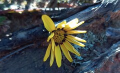Osteospermum scariosum