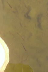 Hesperoleucus symmetricus