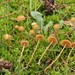 Galerina perplexa - Photo (c) bjoerns, some rights reserved (CC BY-SA), uploaded by bjoerns