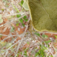 Cebrenis cauta
