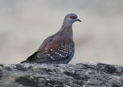 Columba guinea