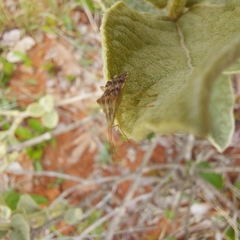 Cebrenis cauta