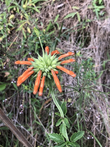 Leonotis nepetifolia