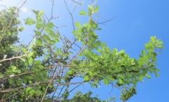 Rhoicissus tridentata