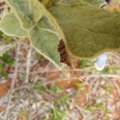 Cebrenis cauta