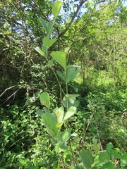 Rhoicissus tridentata