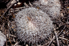Mammillaria parkinsonii