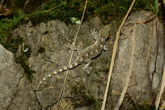 Gekko japonicus