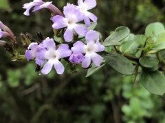 Duranta triacantha