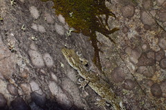 Gekko japonicus