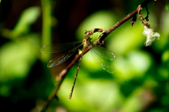 Lestes rectangularis