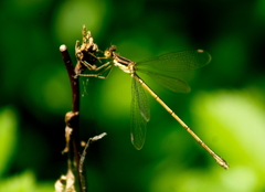 Lestes rectangularis