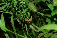 Takydromus septentrionalis