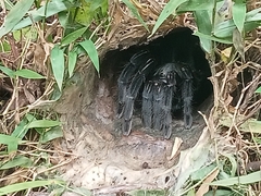 Ornithoctoninae
