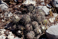 Neolloydia conoidea
