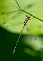 Lestes congener