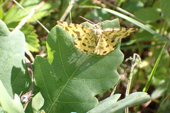 Pseudopanthera macularia