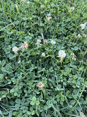 Trifolium repens