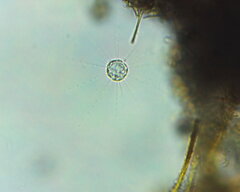 Heliozoa