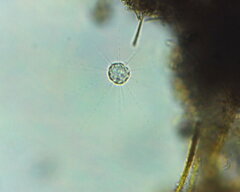 Heliozoa