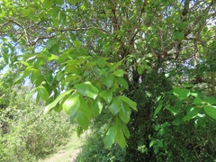 Combretum molle